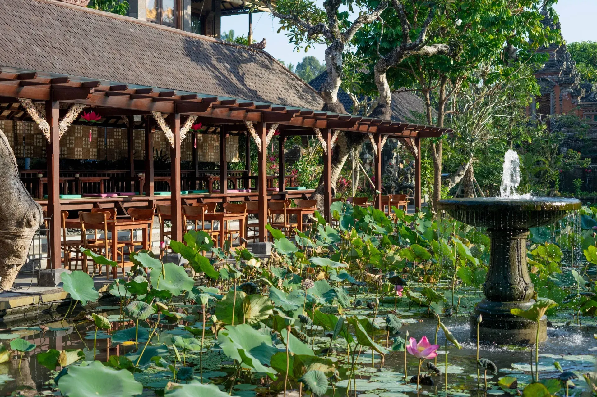 The Café Lotus