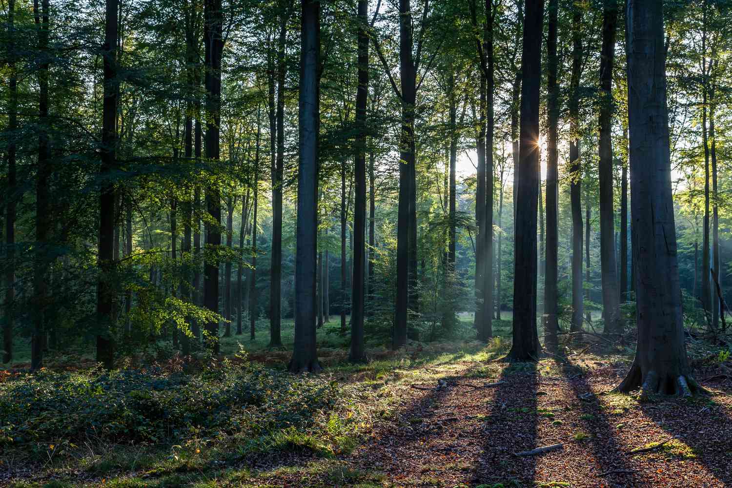 WOODS