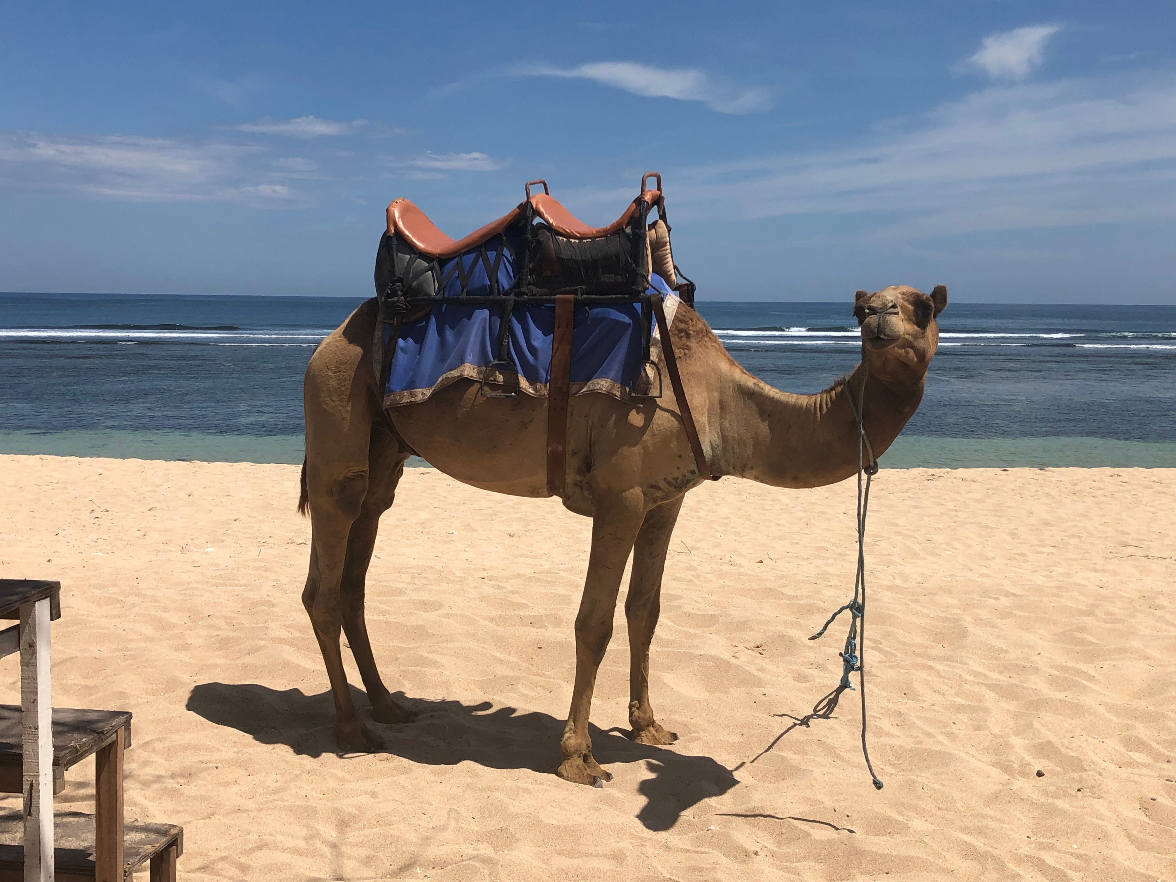 Bali Camel Safari